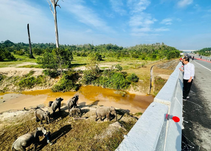 Wow! Gajah yang Melintasi Tol Pekanbaru-Dumai Bakal Terpantau karena Dikalungi Benda Ajaib ini