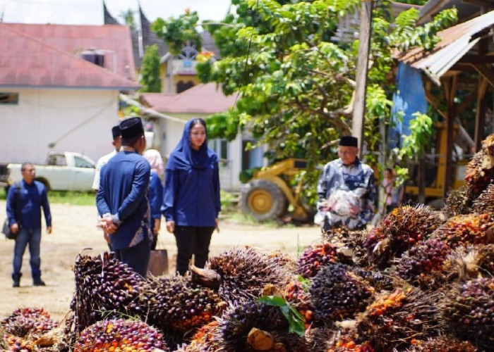 Bupati Dharmasraya Soroti Anjloknya Harga TBS, PKS Dilarang Manipulasi