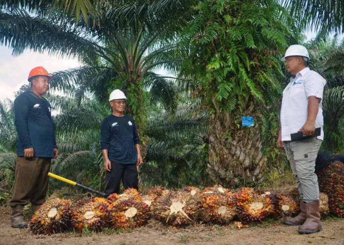 Harmoni Miniatur Indonesia, Mengelola 70 Ribu Tenaga Kerja Multikultur Jadi Kunci Produktivitas PTPN IV Palmco