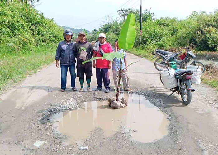 Protes Jalan Rusak Parah, Warga di Kabupaten Kerinci Tanam Pohon Pisang