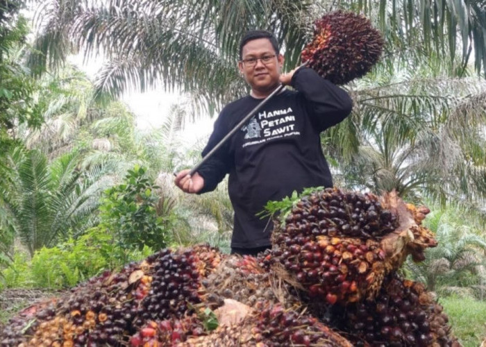 Harga TBS Kelapa Sawit Mitra Swadaya di Riau Naik Rp 56,06/Kg, Berikut Harga 26 Februari -4 Maret 2025