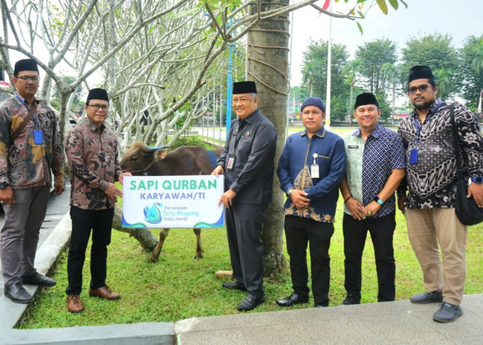 Perumda Tirta Mayang Distribusikan 22 Ekor Sapi Kurban Pada Idul Adha 1446 H