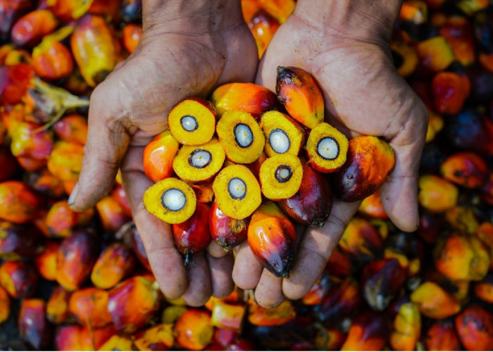 Genjot Sertifikasi Hijau, PTPN IV PalmCo Cetak Pertumbuhan Premium Price Hingga 148%