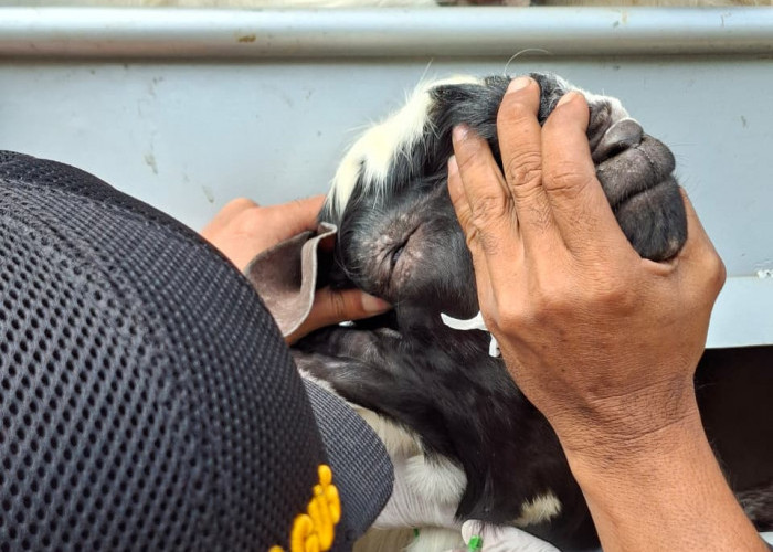 Antisipasi Wabah PPR, Barantin Tingkatkan Pengawasan Lalu Lintas Hewan Ternak di Jambi