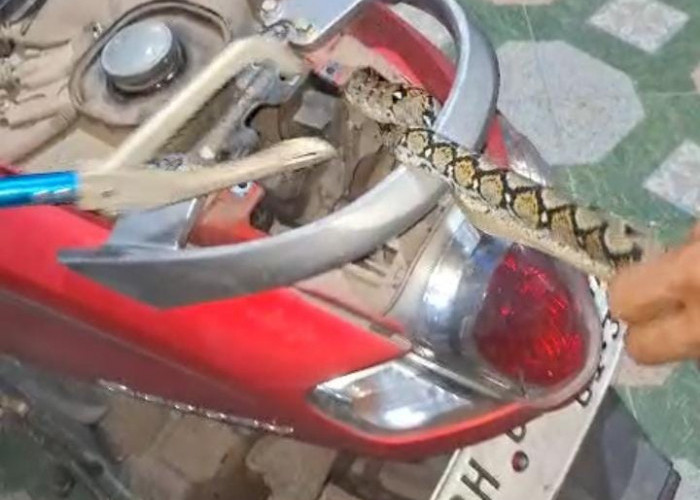 Damkartan Evakuasi Ular Piton Nyelip di Spakbor Motor