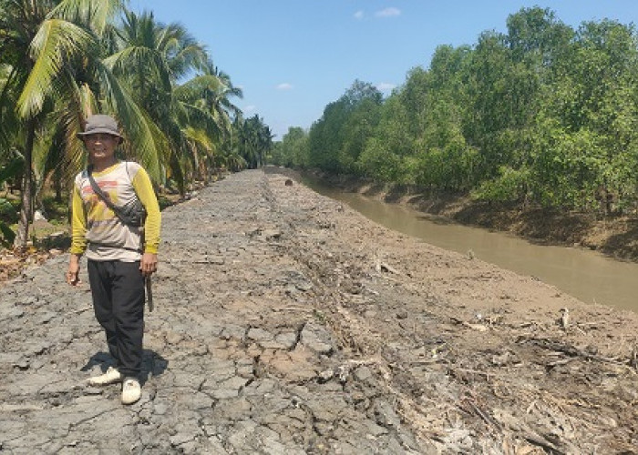 Petani Kelapa di Tanjabtim Gembira Pemerintah Lakukan Normalisasi Sungai