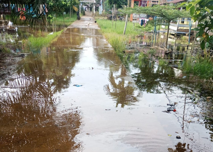 Mulai Musim Banjir, Warga Diimbau Waspada Serangan Buaya