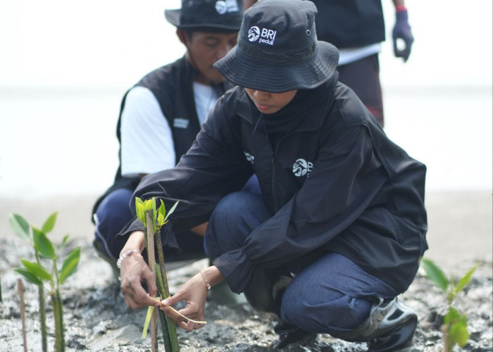 Hari Mangrove Sedunia 2026, BRI Peduli Libatkan Kelompok Tani Lokal Tanam 24.000 Mangrove
