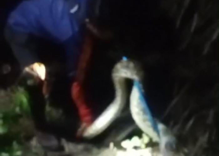 Ular Python Empat Meter Masuk Lokasi Usaha Milik Warga, Petugas Damkartan Turun Tangan