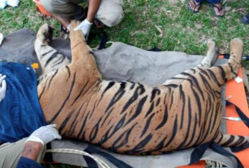 40 Hari Dirawat BSKDA Jambi, Harimau Dilepas ke TNKS