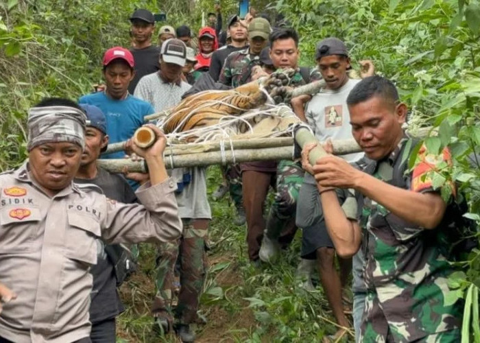 Petugas Evakuasi Harimau Yang Masuk Perangkap di Lampung Barat