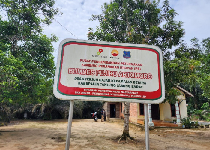 Melejit Hingga 80 Ekor Lebih, Kambing Etawa CSR SKK Migas PetroChina Sukses Dikembangkan BUMDes PujikuArtomoro