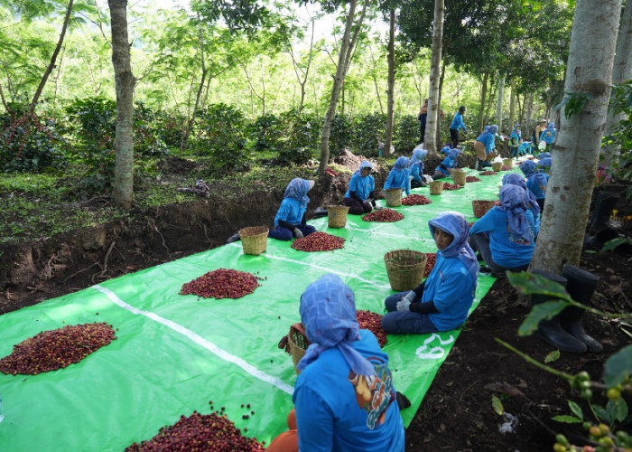 Awali 2026, Ekspor Kopi Jawa PTPN IV Tembus Pasar Inggris dan Amerika Serikat