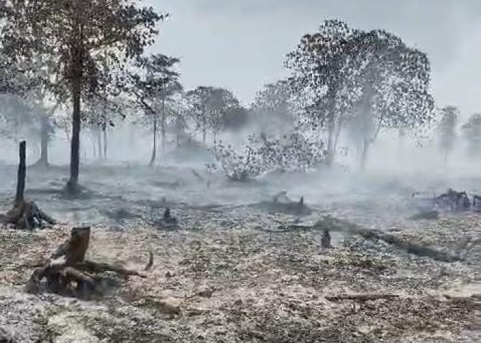 Api Padam, Asap Masih Mengepul, 7 Hektare Lahan di Berbak Tanjabtim Hangus Terbakar