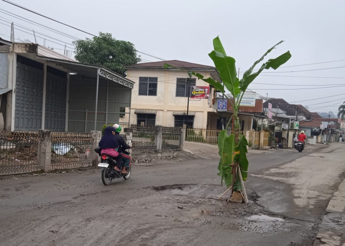 Warga Tanam Pohon Pisang di Jalan H Bakri Sungai Penuh