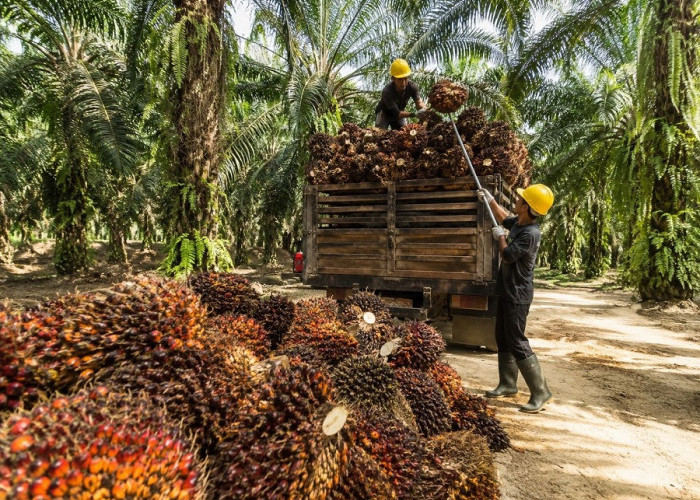 Turun Lagi! Harga Kelapa Sawit Jambi Jadi Rp 3.860,52 Per Kilo, Berikut Harga Baru TBS 15-21 Mei 2026 