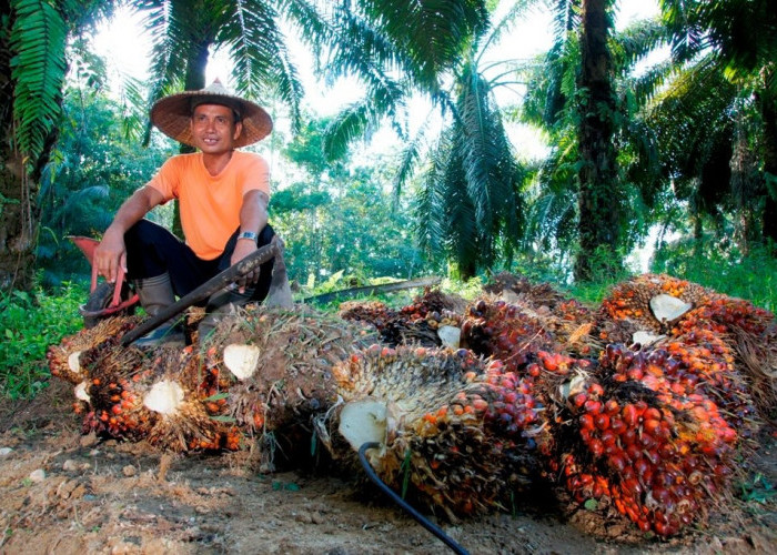 PTPN IV PalmCo Perkuat Kemitraan Petani demi Amankan Pasokan CPO dan Sukseskan Program B50