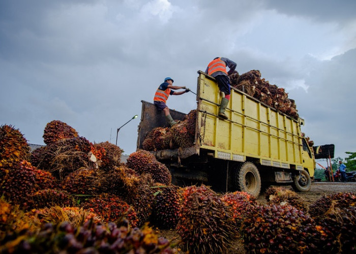 Kabar Baik Petani Kalteng, Harga TBS Sawit Periode I-Juli 2026 Naik Jadi Rp3.704,62/Kg, Ini Rincian Lengkapnya
