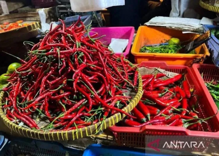 Bapanas Harga Cabai Rawit Rp38.604kg Bawang Merah Rp37.879 Kg