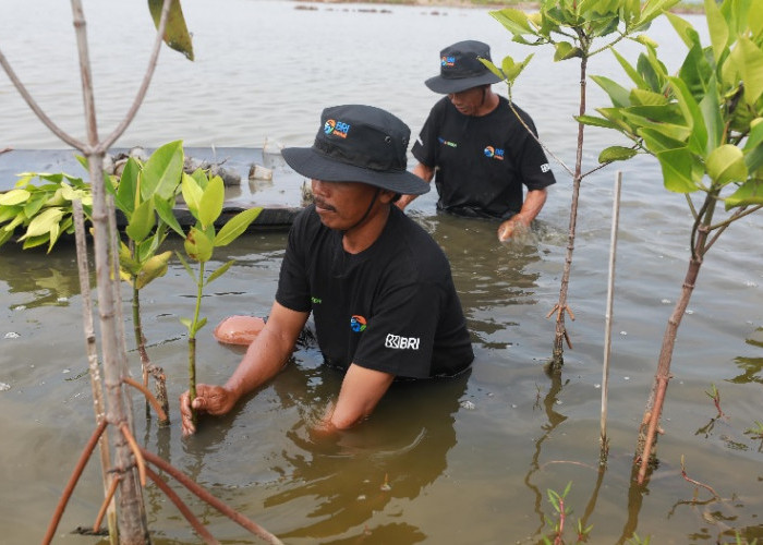  BRI Salurkan Ribuan Bibit Mangrove Kelompok Tani di Muaragembong