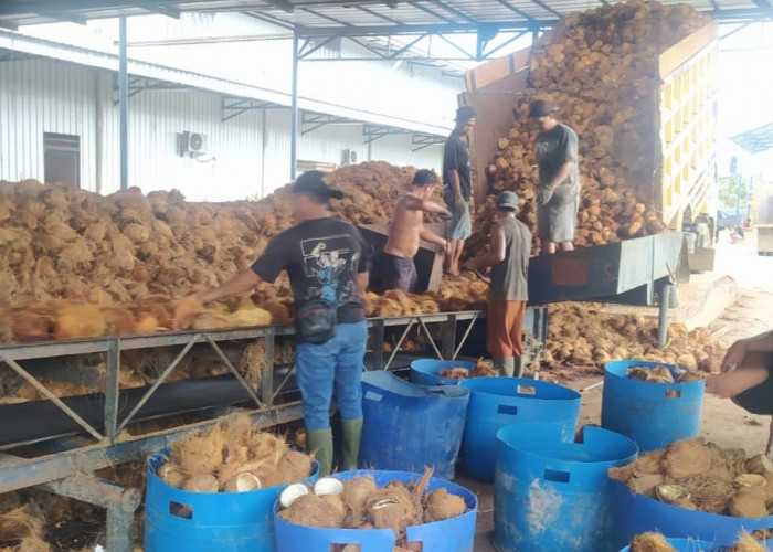 Harga Kelapa Turun, Kini Rp 4.600 per Kilogram