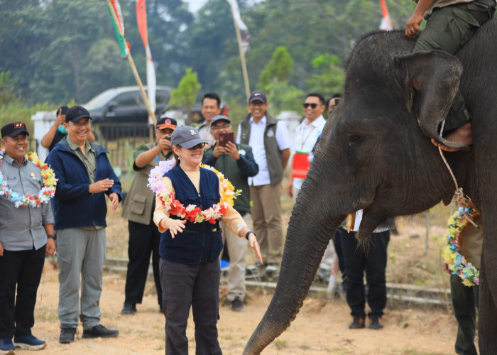BKSDA Jambi Bersama Mitra PROTECT30 Tinjau Upaya Perlindungan Gajah Sumatra di Lanskap Bukit Tigapuluh