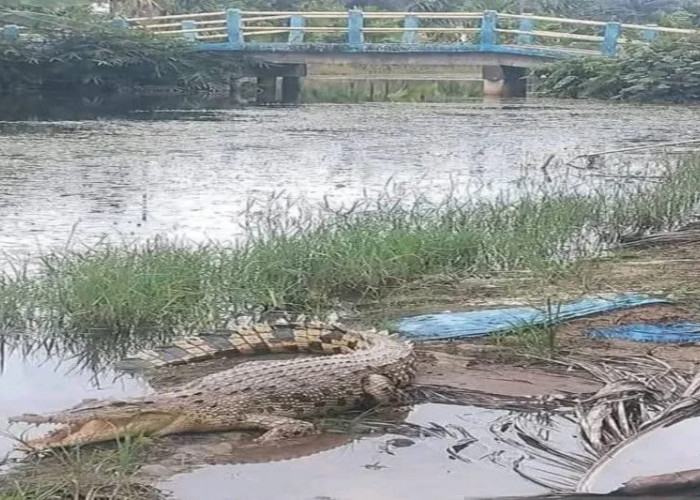 BKSDA Jambi Ingatkan Warga Ada Dugaan Habitat Buaya Dekat Permukiman