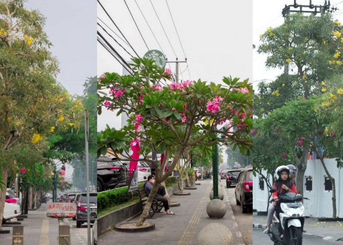 Kota Jambi Rasa Jepang Bunga Bermekaran di Tengah Kabut Asap