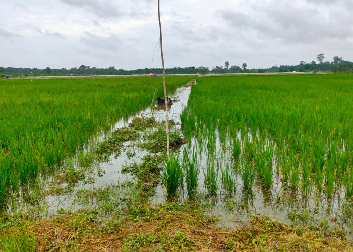 Akibat Lahan Padi Terendam, Tidak Ada Lahan Padi Berpotensi Puso