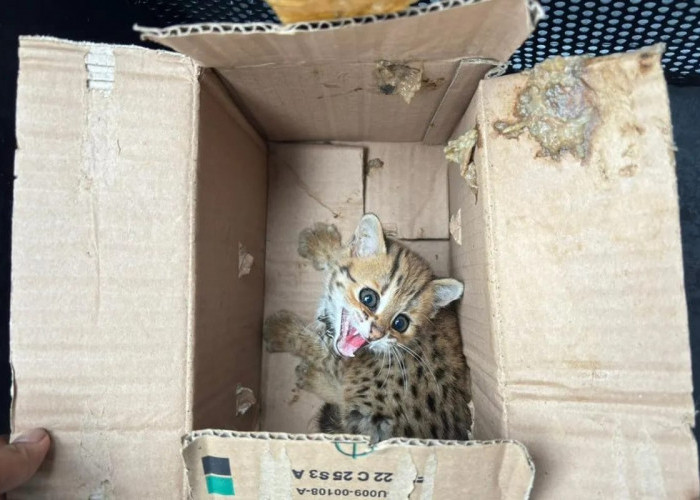 Perdagangan Satwa Liar Dilindungi di Jateng, Digagalkan Kemenhut. Begini Kronologisnya.... 