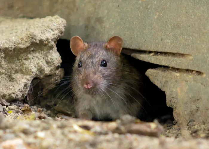 Waspada 'Demam Urine Tikus' di Musim Hujan dan Banjir, Ini Gejalanya