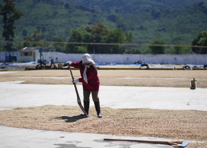 Tunda Panen Demi Mutu, Bisnis Kopi PTPN IV Tetap Raup Laba pada Awal 2026