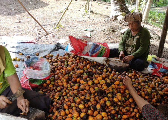 Warga Tanjabtim Full Senyum, Harga Buah Pinang Kembali Naik, Tembus Rp. 25.000/Kg