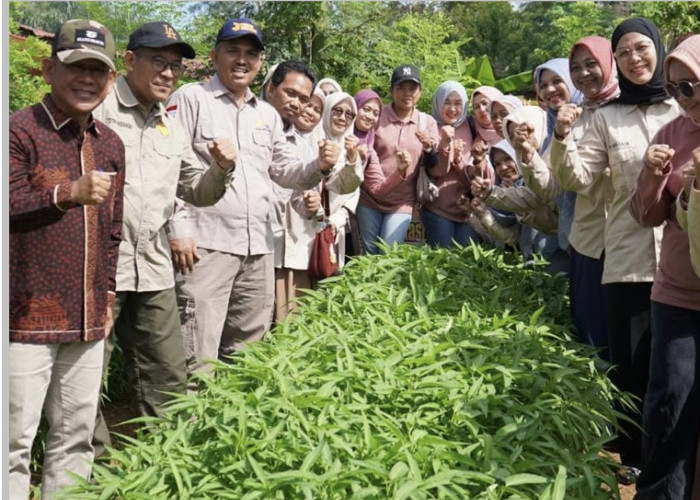 Wabup H A Khafidh Panen Sayur Perkarangan