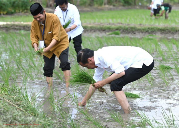 Presiden Jokowi Tanam Padi Bersama Petani di Tuban, Apresiasi Penggunaan Pupuk Organik