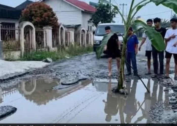 Warga Depati Tujuh Tanam Pisang di Jalan Rusak, PUPR Janji Perbaikan Dianggarkan Rp1,5 M