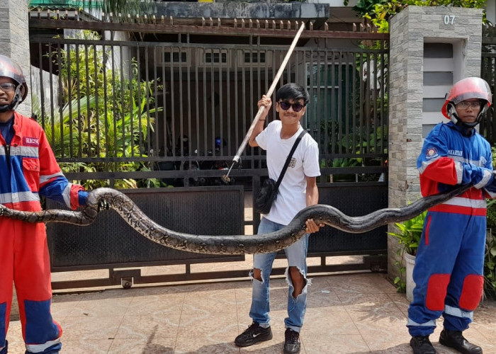 Bikin Merinding! Ular 25 Kg Muncul di Tengah Permukiman Warga Kota Jambi