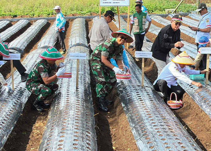 Danrem 042/Gapu Ikuti Penanaman Serentak Bawang Putih, Perkuat Percepatan Swasembada Nasional