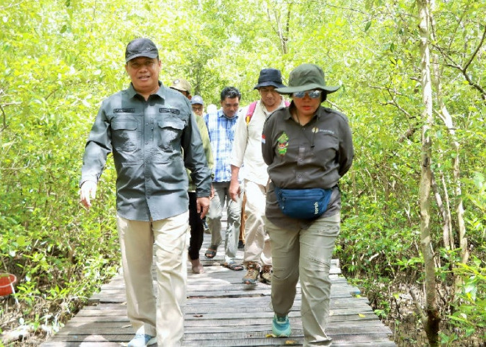 Wabup Katamso Sambut Tim Verifikasi Kementerian Kehutanan di Mangrove Pangkal Babu