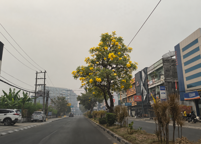 Bunga Tabebuya Merekah Cantik di Tengah Jerebu Jambi