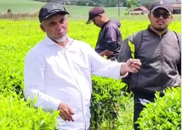 Region Head PTPN IV Regional 4 Tinjau Kebun Teh Danau Kembar, Tekankan Pemeliharaan Berkelanjutan
