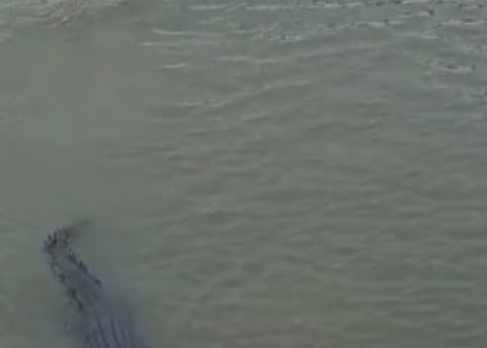 Ngeri! Dua Buaya Ukuran Besar Tampakan Diri di Sungai Teluk Dawan-Tanjabtim