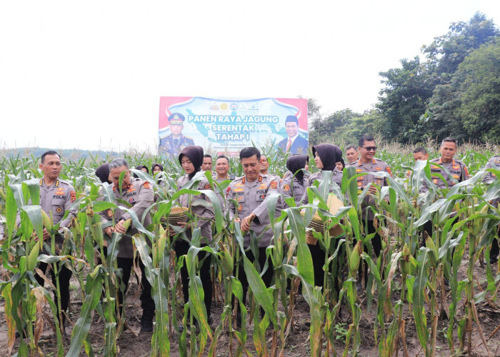 Polda Jambi Gelar Panen Raya Jagung Perdana di Muaro Jambi