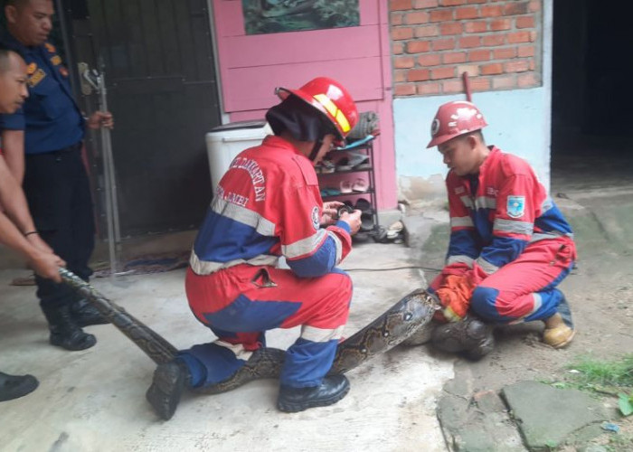 Damkartan Kota Jambi Evakuasi Ular Sanca Enam Meter dari Rumah Warga