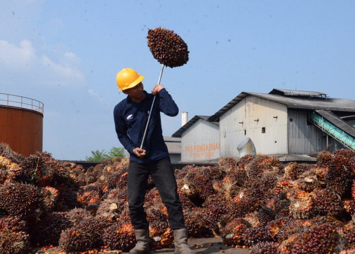 Harga TBS Sawit Dharmasraya 16 Agustus 2026, Tertinggi Tembus Rp4.045/Kg, Berikut Rincian Harganya