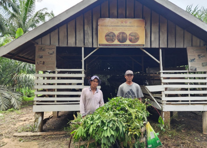 Sulap Kambing CSR SKK Migas PetroChina Jadi Motor Ekonomi Desa; Pemerintah Desa Bangga dan Ucapkan Terimakasih