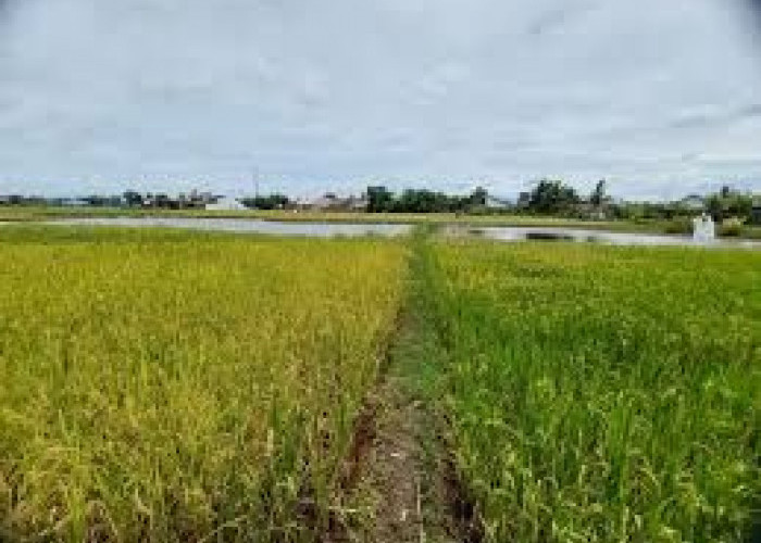 Produksi Gabah di Sungai Penuh Turun 