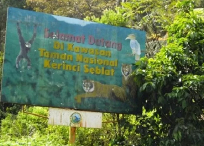 Kejari Sungai Penuh Selidiki Dugaan Jual Beli Lahan Ilegal di TNKS