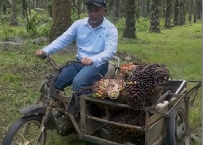 Region Head PTPN IV  Regional 4 Tinjau TBM dan TMTP di Bungo, Tekankan Pentingnya Perawatan Tanaman