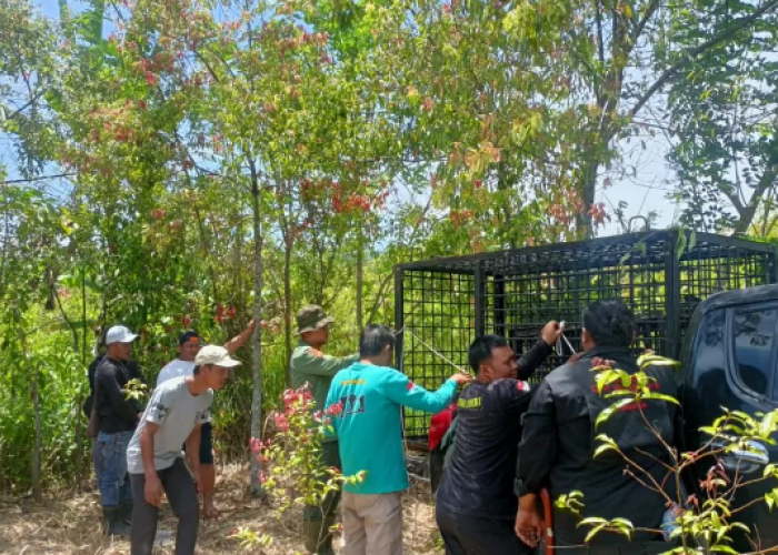 Warga Masih Diteror Harimau, BKSDA Pasang Perangkap